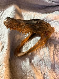 Taxidermy alligator head