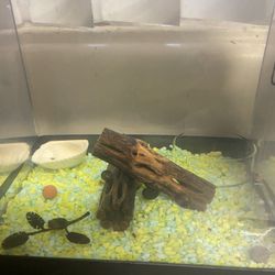Fish tank W Snails And It’s Decorations And Supplies