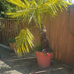Free Palm And Pot. X Large. 