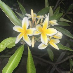 Rooted Plumeria Plants 