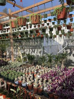Succulents