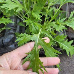 Baby  Mizuna Mustard Plants, several Plants Per Container