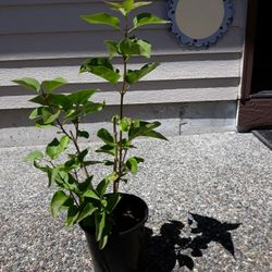 LiLac  Tree19"   Purple Color