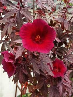 Edible & Ornamental Cranberry Hibiscus Plants