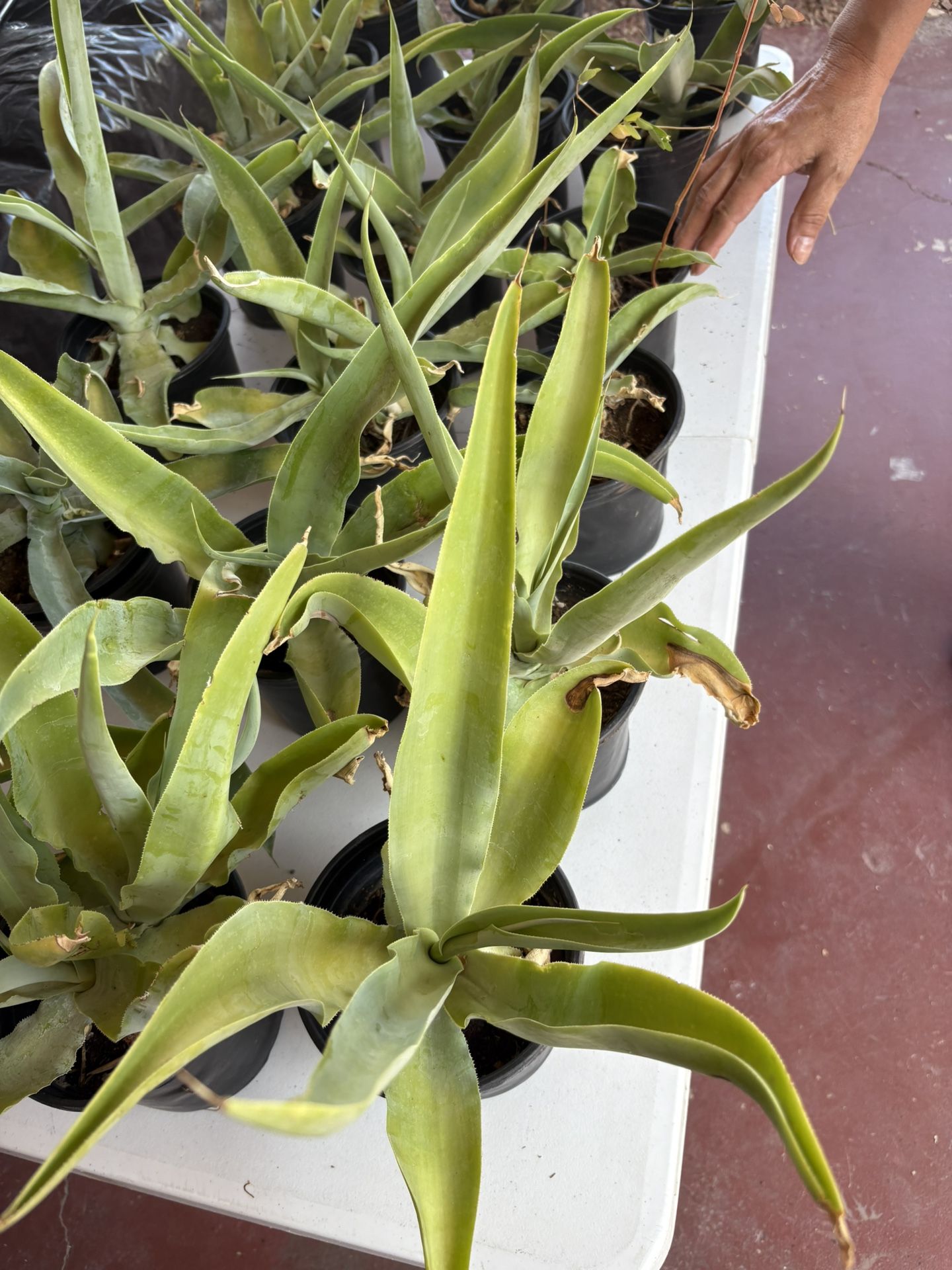 Green And Purple Succulents Flowers 