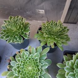 Assorted Succulents 
