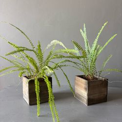 2 Boston Fern Plants in Wood Container Pots