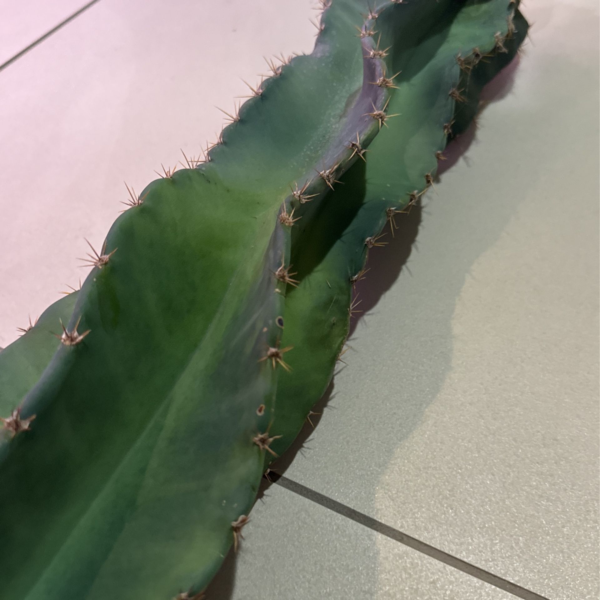 🌵 30” Tall Spiral Cereus Cactus Cutting • Cacti 🌵