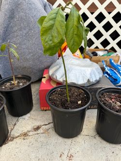 Hass avocado plants for sale