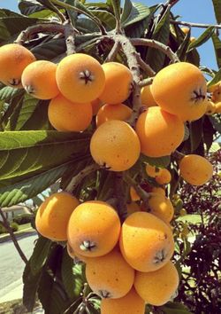Loquat Tree Live Plant, Loquat tree