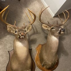Two Deer Mounts 