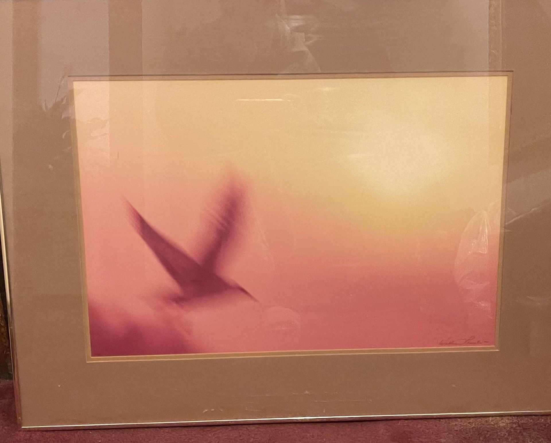 Framed Bird In Flight at sun set/sun rise.