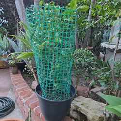 Tangerine Tree Inpot