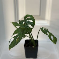 Monstera adansonii