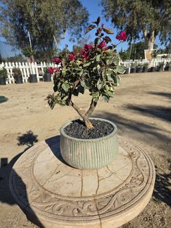 $95 Beautiful Bougainvillea Bonsai 🌿 