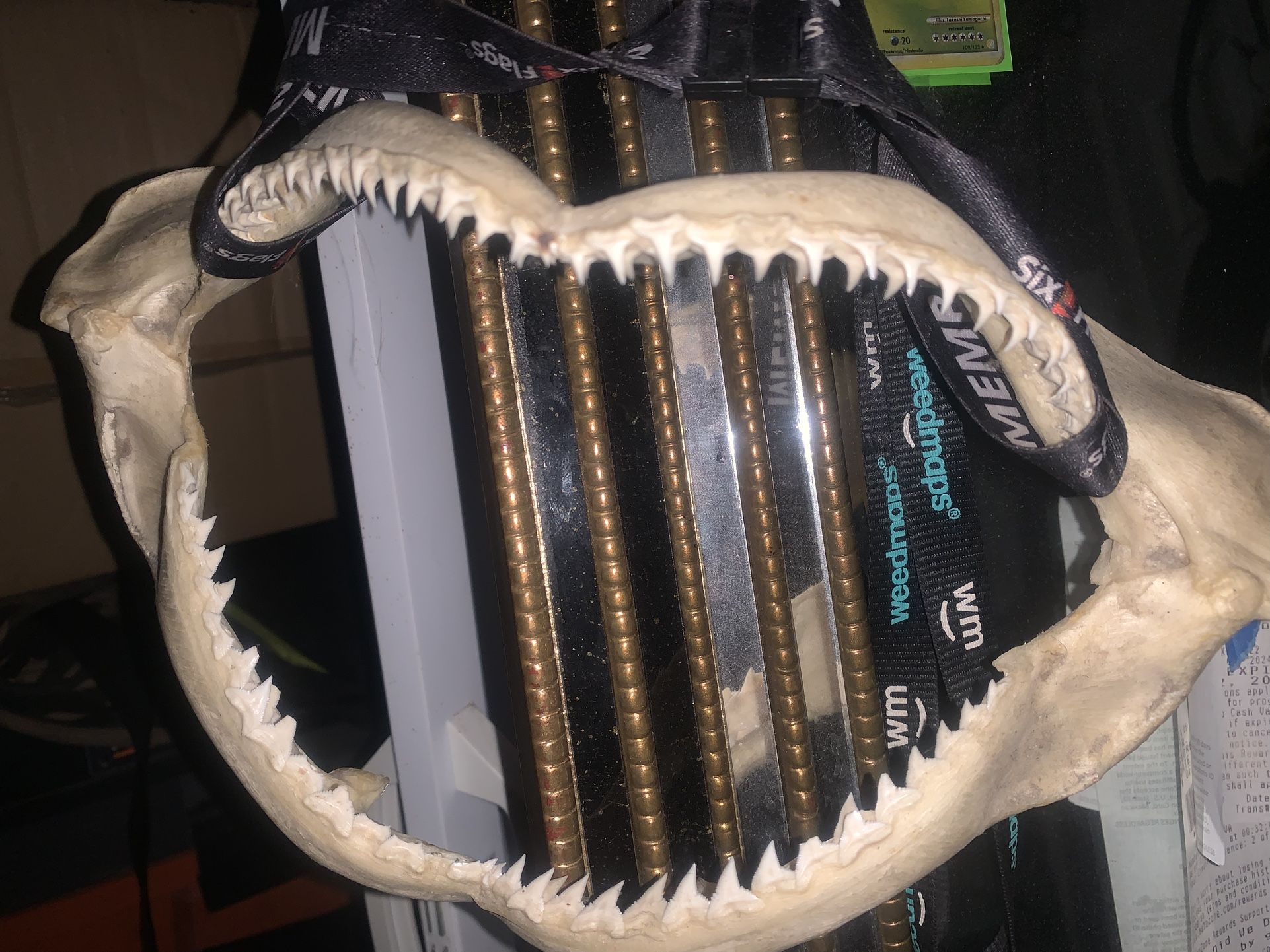 Shark Jaw About 13” Wide