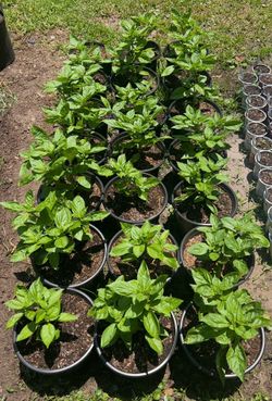 Thai basil - 2 gallon pots