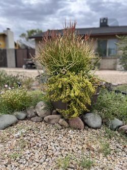 Plants