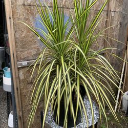 Indoor Plant