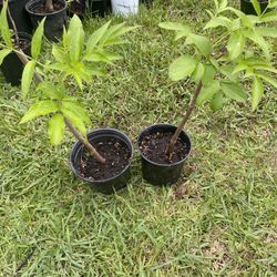 Aldenberry Big White Flower