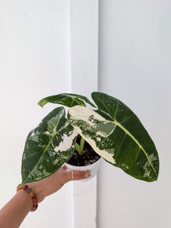 Collector's Plant: Alocasia Frydek Albo Variegated 4" Pot - Indoor House Plants