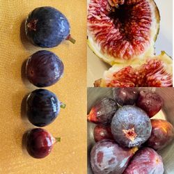 Fig Trees for Sale – Various Sizes Available! ($30~)