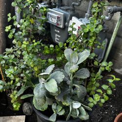 Elephant Bush Succulent Plant In A Lg Plastic Pot