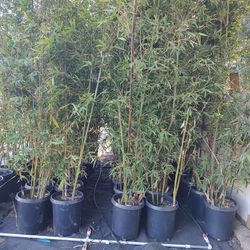 Bamboo Plants 