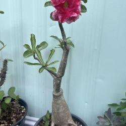 Desert Rose Rosa  Del Desierto 
