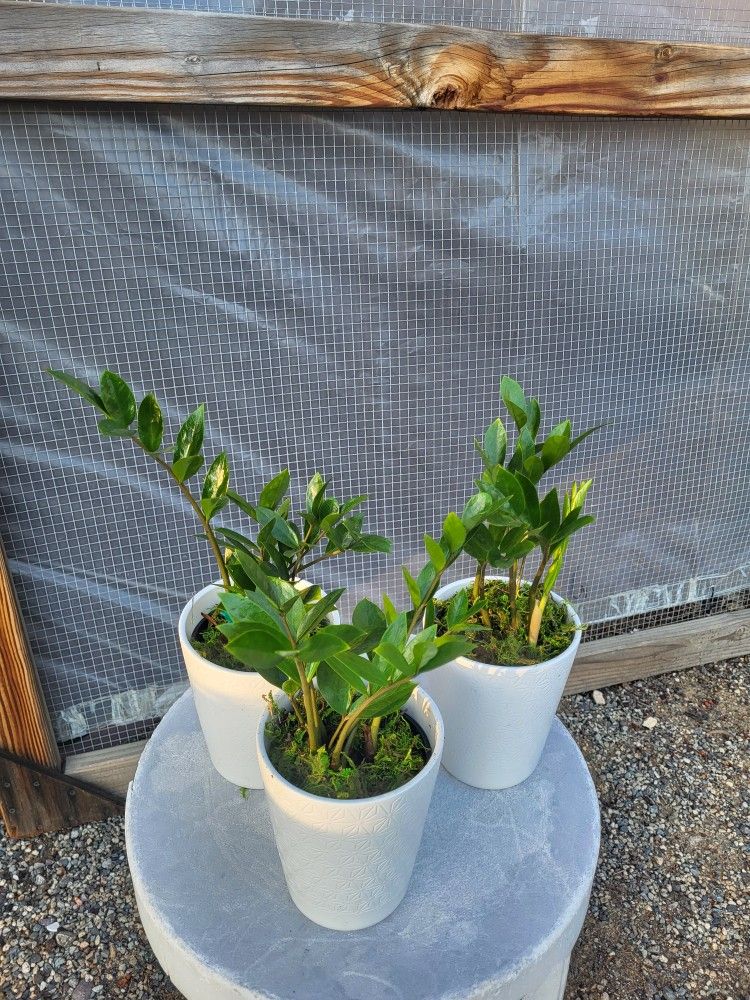 Zz Plants 4" Ceramic Pot $6 Each