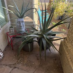 Potted Plants And Succulents