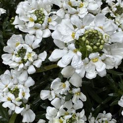 Candytuft – Beautiful White Blooms (1 Gallon Pot)