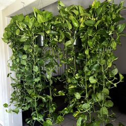 Golden Pothos plant for Sale in Phoenix, AZ - OfferUp