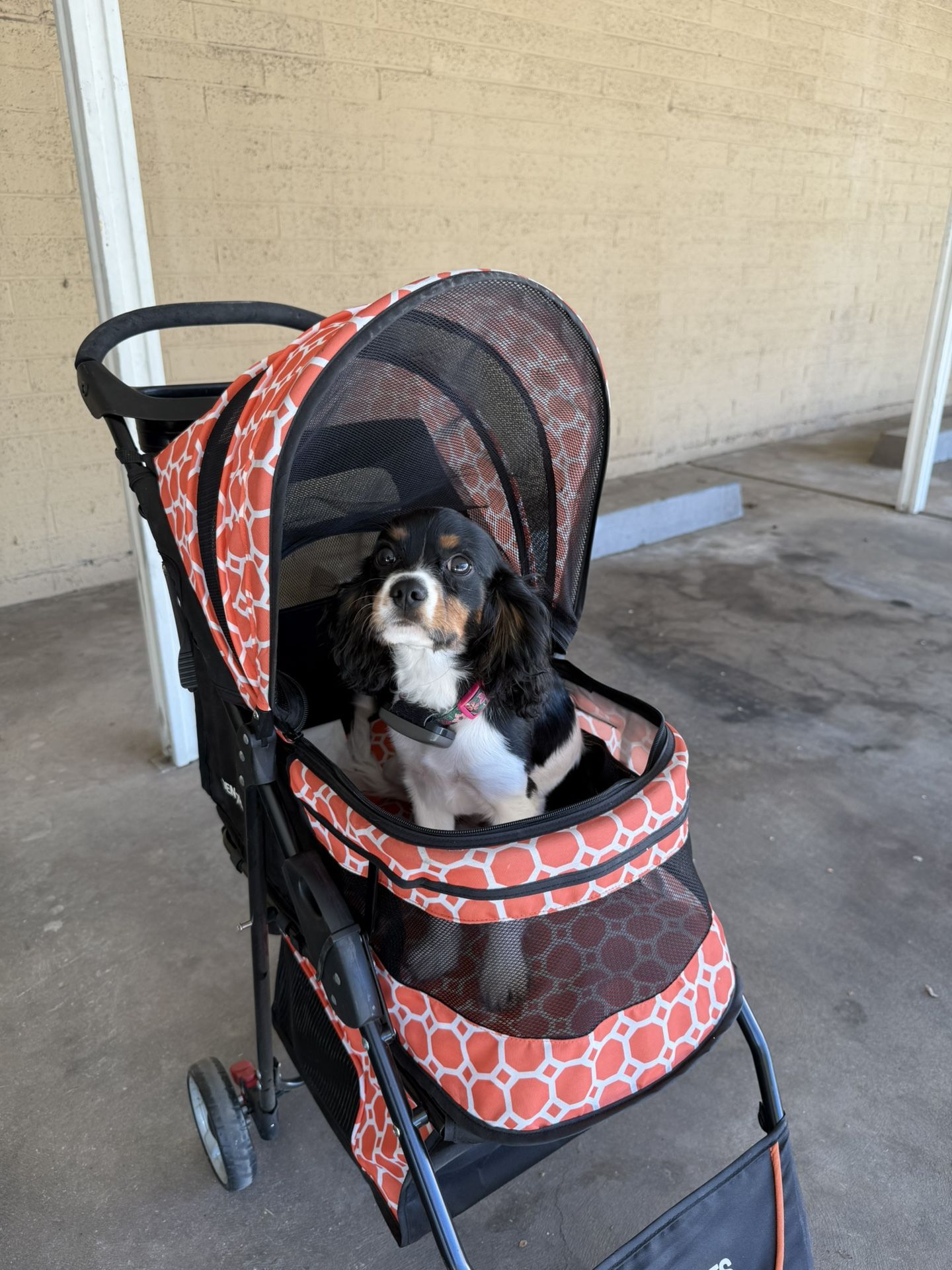 Dog Stroller