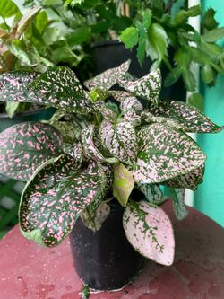 Hypoestes