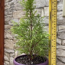 Juniperus Cupressus Macrocarpa Gold Great Plants For Containers.