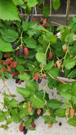 Thornless Blackberry