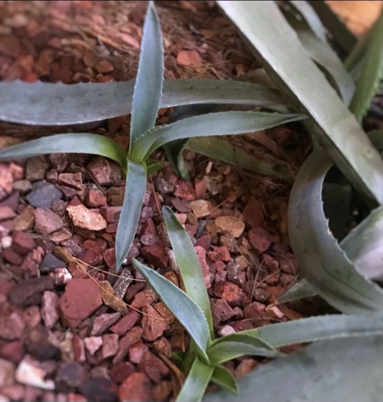 Blue Agave Plants 2 for $20
