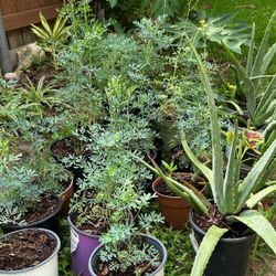  Rue Herb (Ruda Plant)