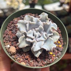 Different Types Of Succulents For Sale