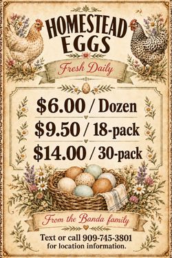 Fresh eggs