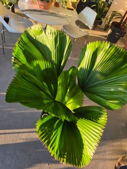 Licuala Grandis, Ruffled Fan Palm, Exotic Live Plant, 7 Gallon Pot