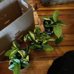 Hoya Exotica Plants!! $15 Each 