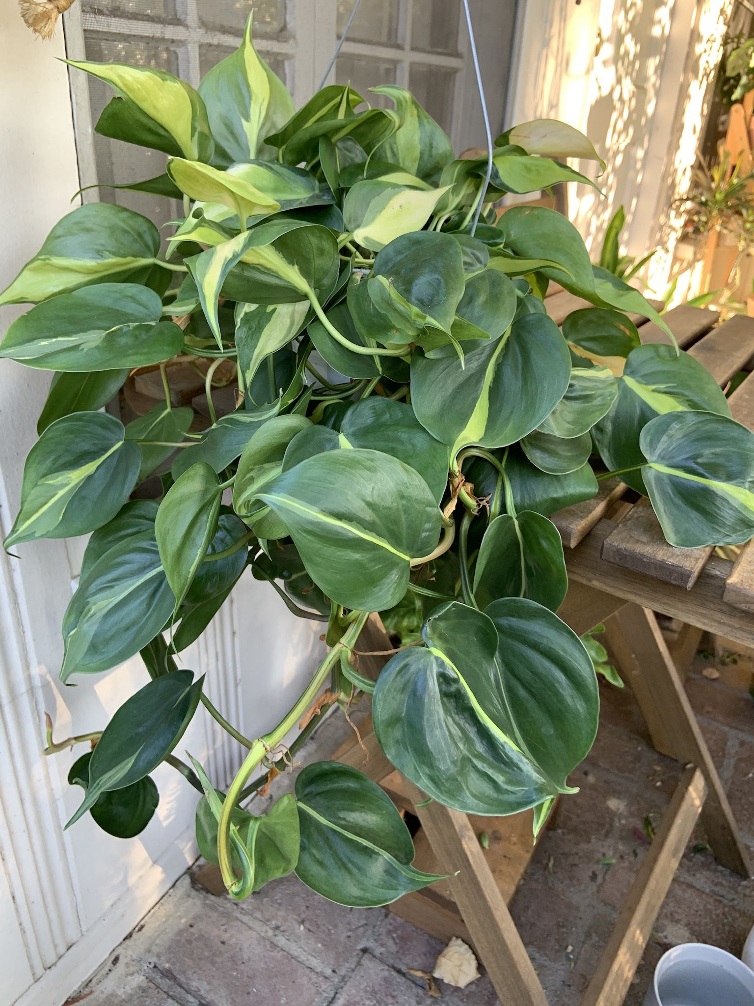 Philodendron Brasil in 6” Hanging Pot