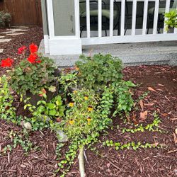 Two Large Pots Of Flowers 🌺 Geraniums 