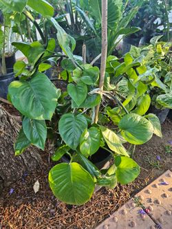Plants
