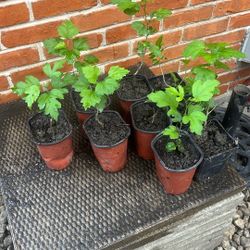 Rose of Sharon Plants – Lilac Purple & White