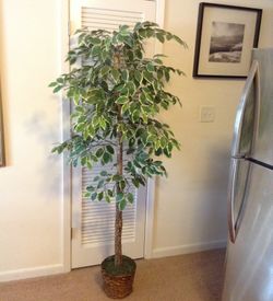Artificial Tree plant, 6.5 Feet tall
