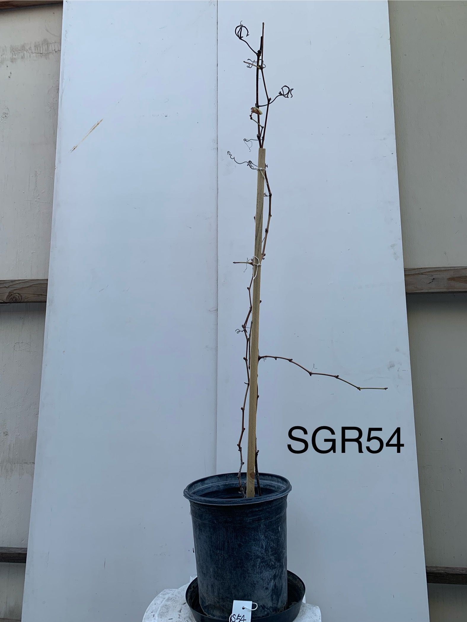 SGR54- Kyoho Grape Plant 巨峯葡萄樹