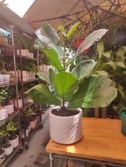 Fiddle Leaf Tree